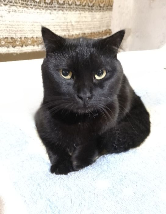 Отдам даром в добрые руки черного котика метис шотландского вислоухого