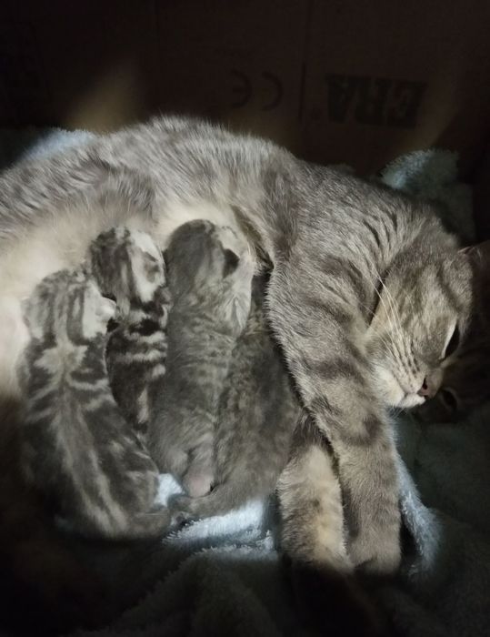 Шотландский прямоухий кот для вязки