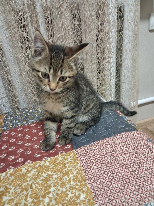 Кошенята шукають добру люблячу родину