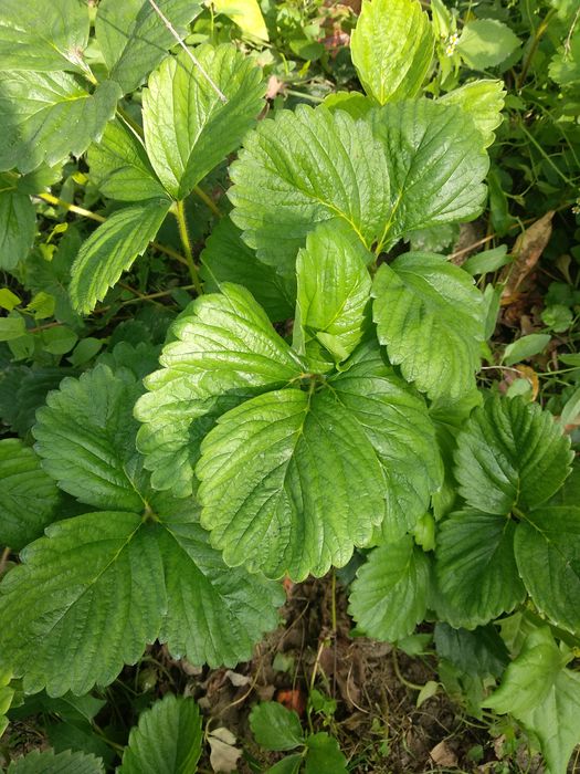 Truskawki 10 sadzonek