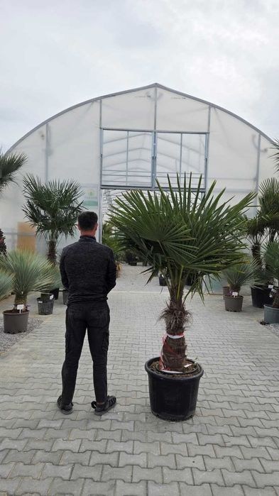 Palma mrozoodporna Trachycarpus fortunei – dostępne różne rozmiary