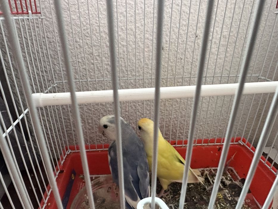 Endo casal de Agaponis