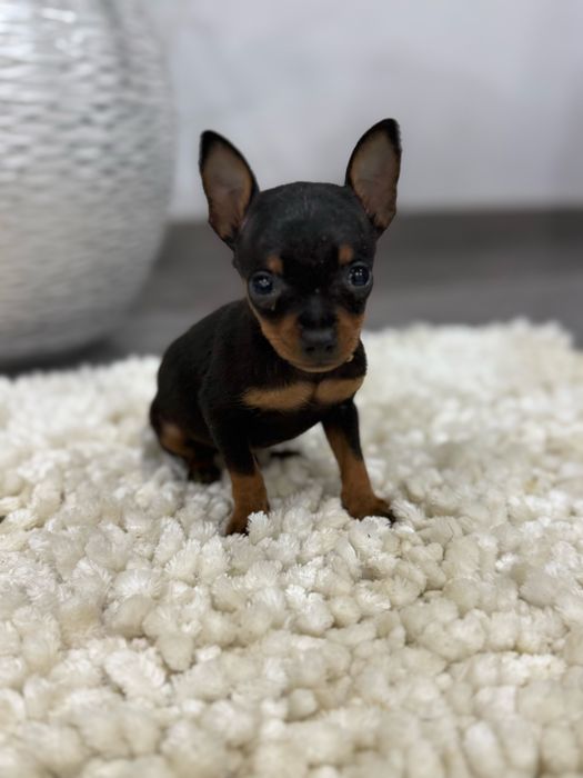 Pinscher miniatura min