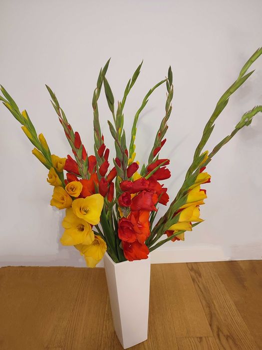 Mieczyk (Gladiolus) kwiat cięty