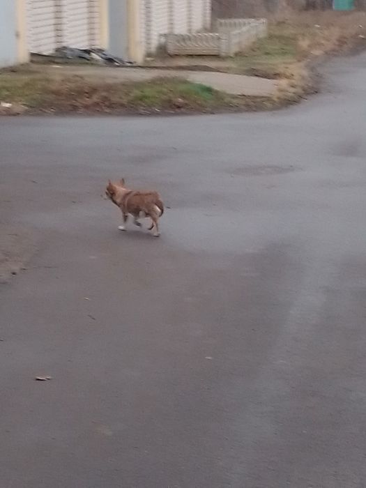 Зникла собака!Прошу допомоги!