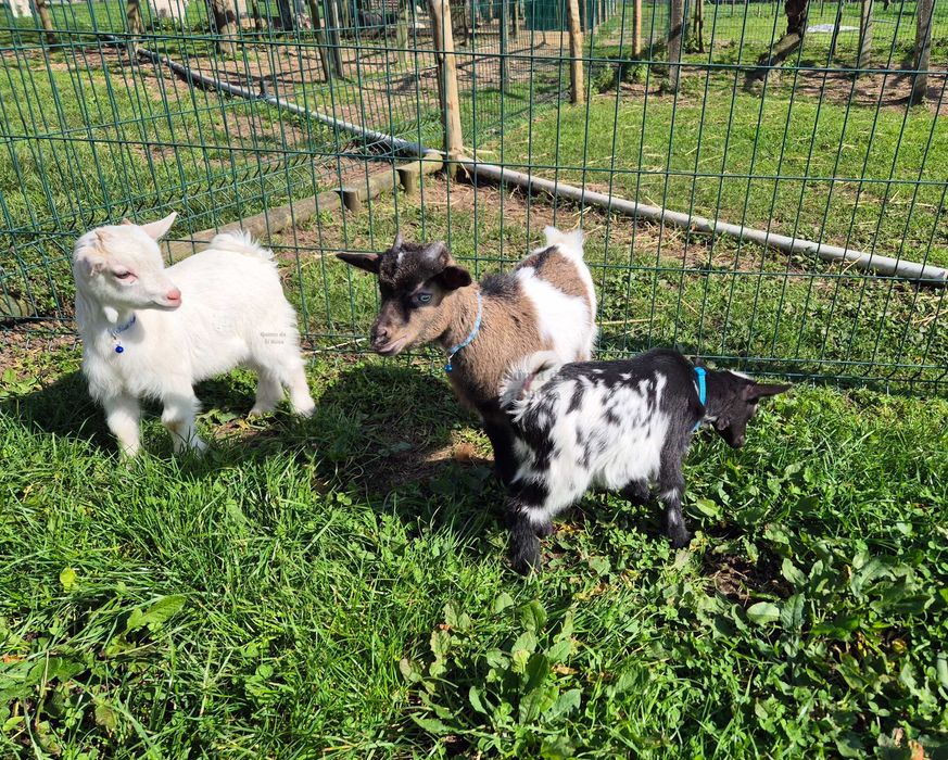 Cabras Micro Anãs Únicas