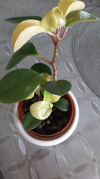 Aglonema kwiat domowy