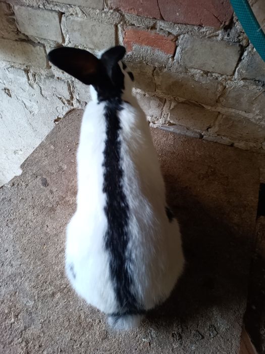 Samiec, samczyk srokacz niemiecki