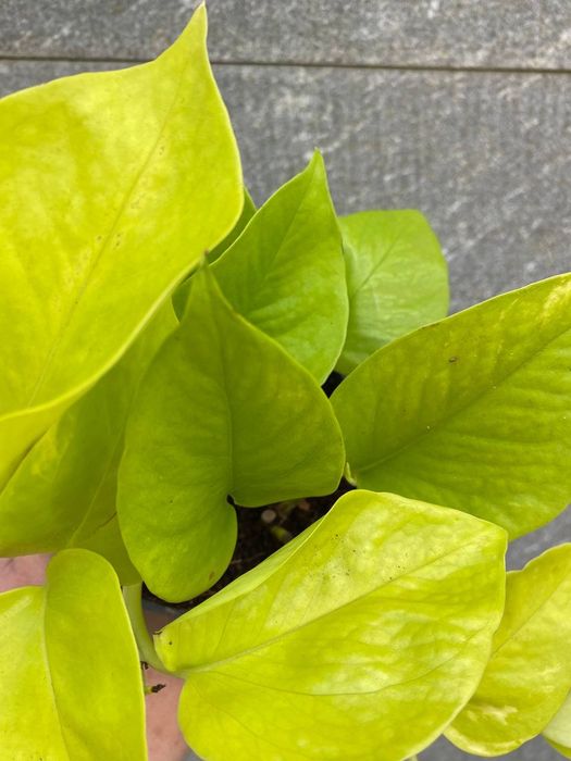 Епіпреміум Golden  Pothos/ Neon