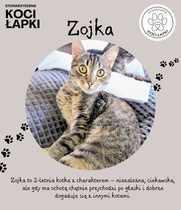 Zojka - kocia indywidualistka
