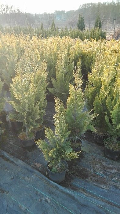 cyprys lawsona kolumnaris, columnaris, ivonne, stewartti