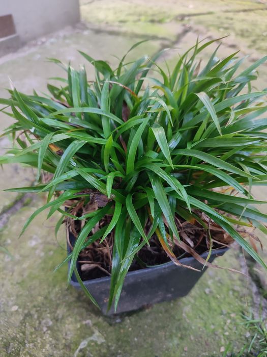 Trawa Kosmatka Sprzedam