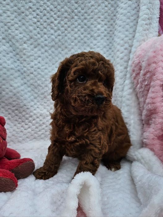 Pudel Toy red brown maleńki chłopczyk