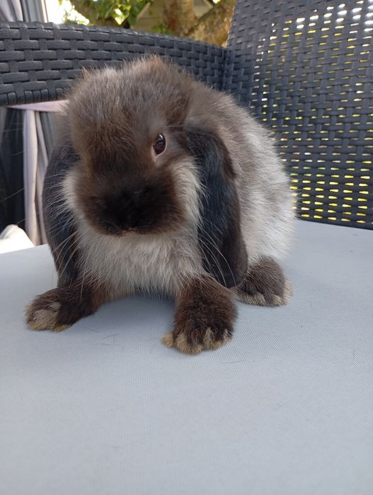 Królik mini lop miniaturka