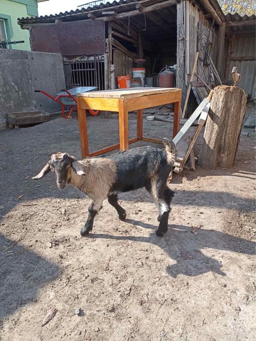 Продам англонубійську козеня і цапика