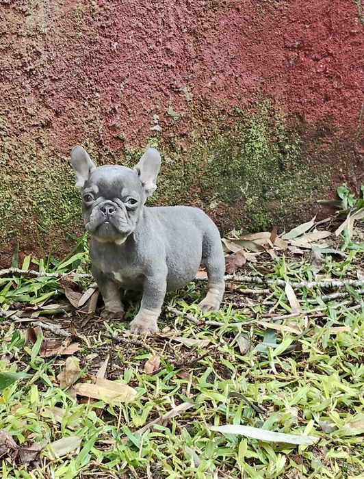 Bulldog Francês Lilac Tan