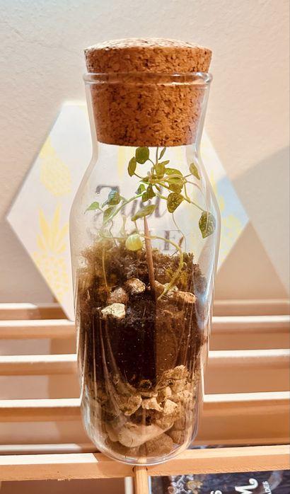 Terrario (Moss & Mist)