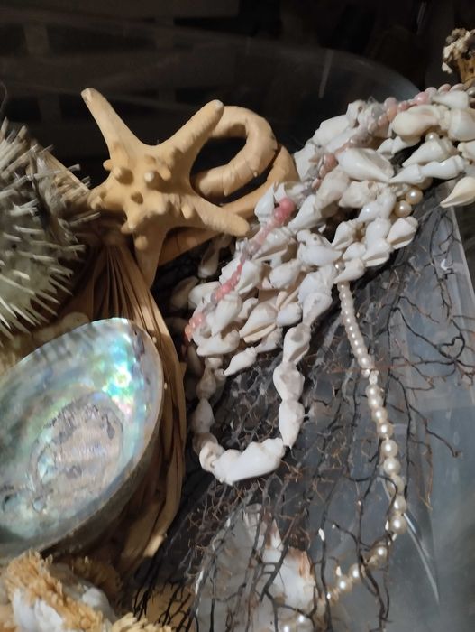 Muszle ozdoby morskie z moich podróży