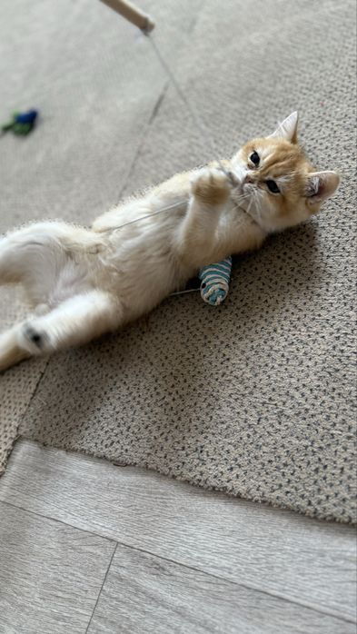 Хлопчик шиншилка котик