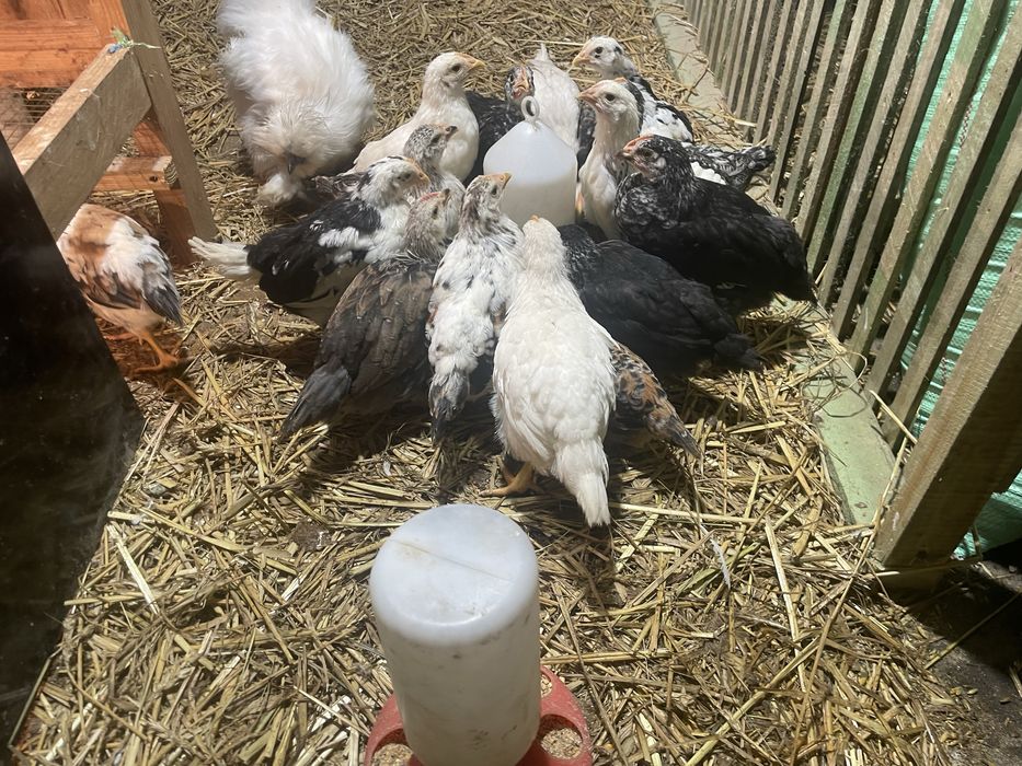 Kurczaki 5 tygodniowe