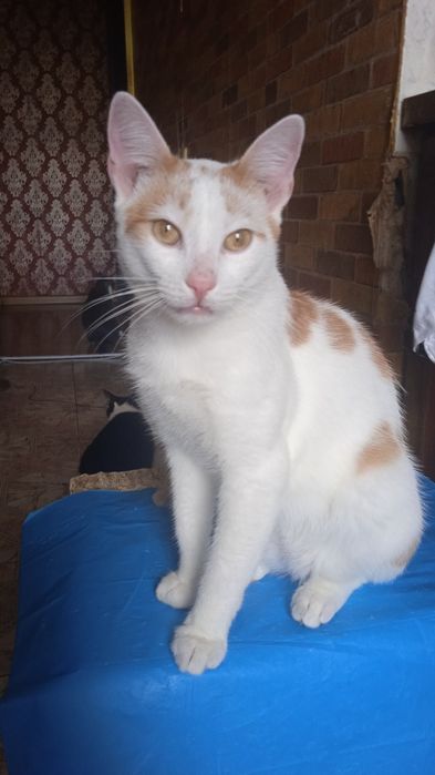 Хлопчик кастрований білосніжний