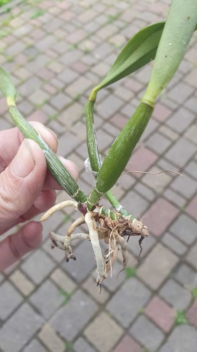 Продам свої орхідеї