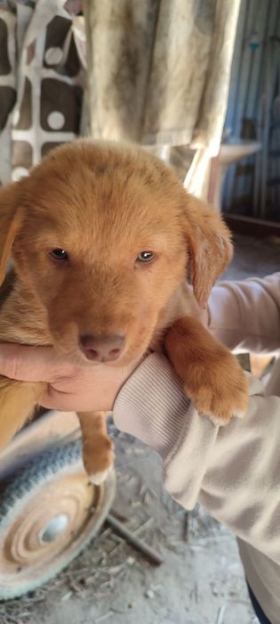 Cães para adoção grátis
