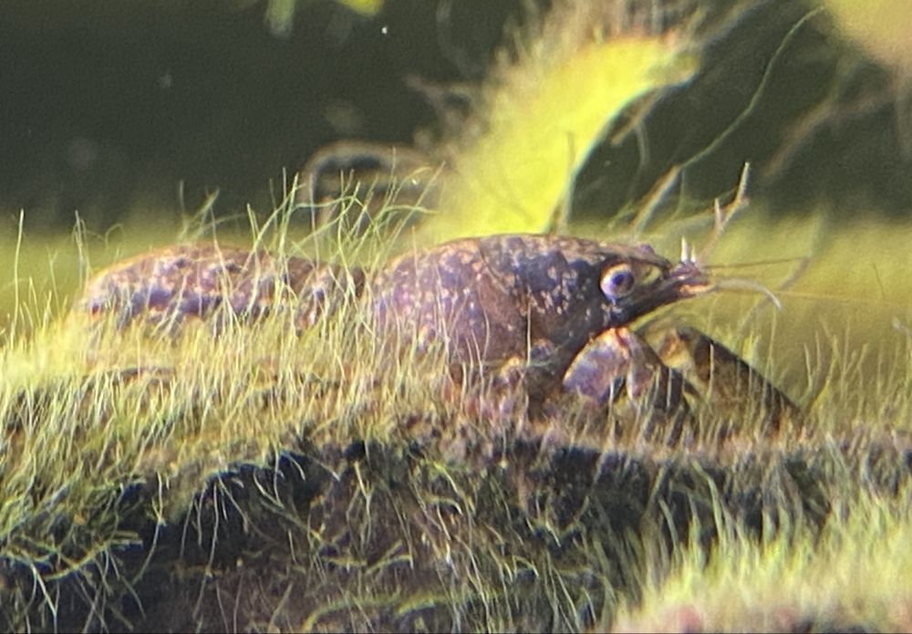 Raki miniaturowe Diminutus, Nowy Sącz.