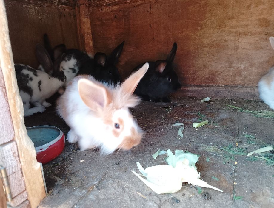 Продаж кролі-молодняк.