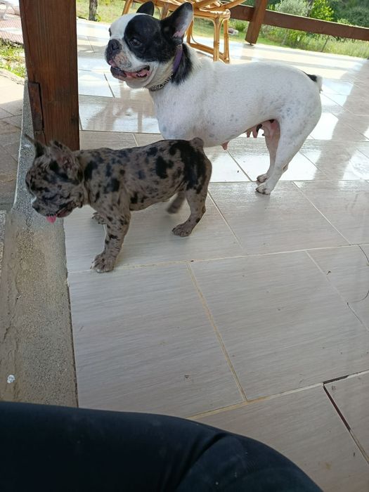 Bulldog francês Merle