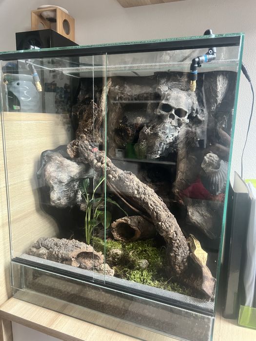 Gekon wraz z terrarium