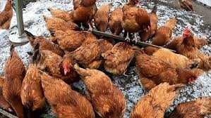 KURY NIOSKI  z wolnego wybiegu ! Tetra Messa Lohmann Leghorn !