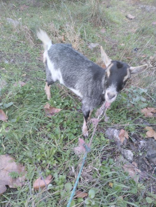 Vendo cabra mais informações WhatsApp