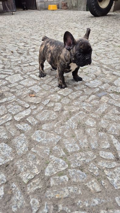 Buldog francuski- piesek
