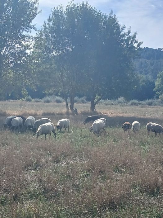 Ovelhas suffolk e cruzadas