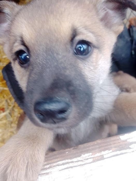 Викинули на смітник! Віддам в хороші руки