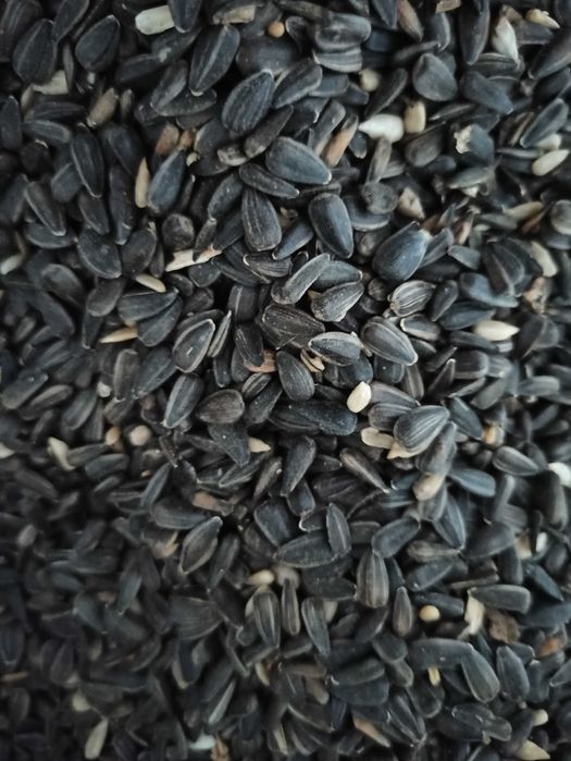 poplony facelia gorczyca rzodkiew trawy gorzowska koniczyna lucerna