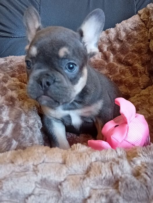 Buldog francês blue tan