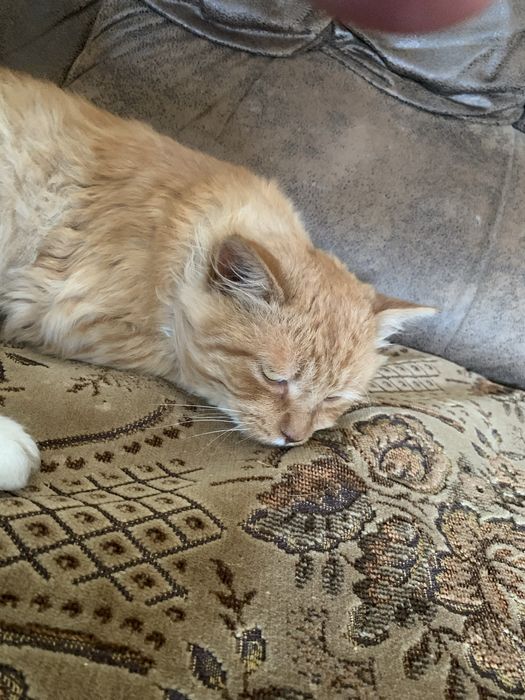 Віддам кошеня в люблячу сімʼю