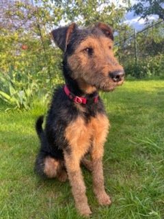 1, 5 roczny terier walijski mix, adopcja