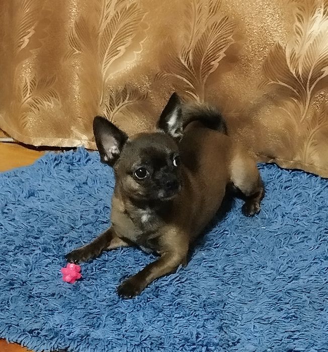 Вязка чихуахуа кобель.