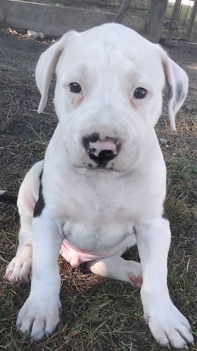 Amstaff piesek..