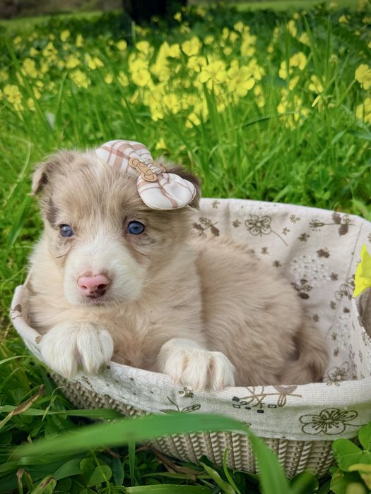 Excelente menina border collie red merle
