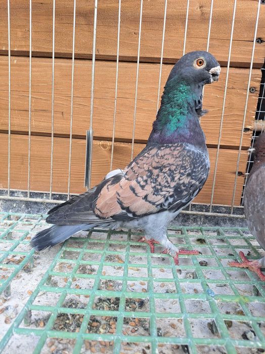 Mewki jednobarwne egipskie