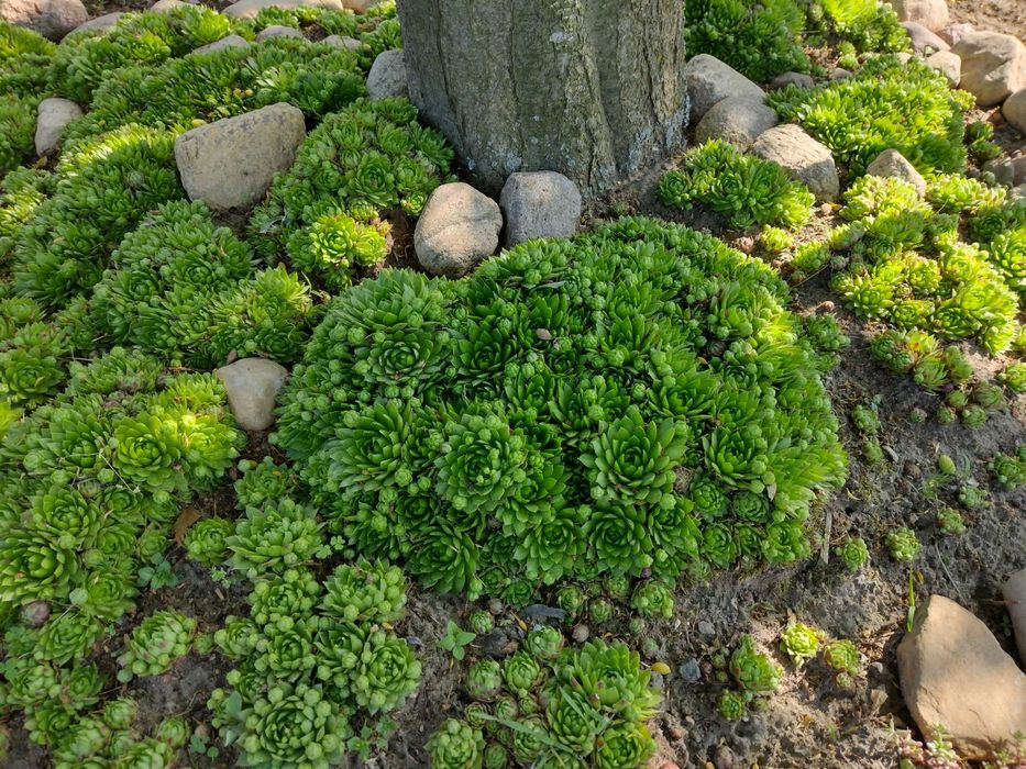 rojniki do aranżacji ogrodu skalnego