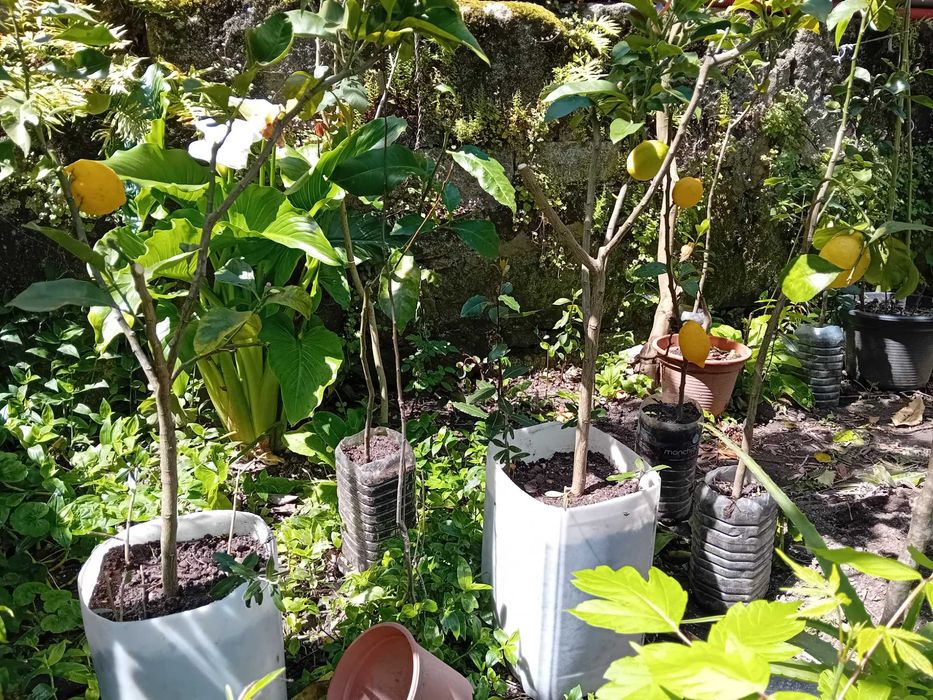 Limoeiros 4 estações em vaso com vários tamanhos