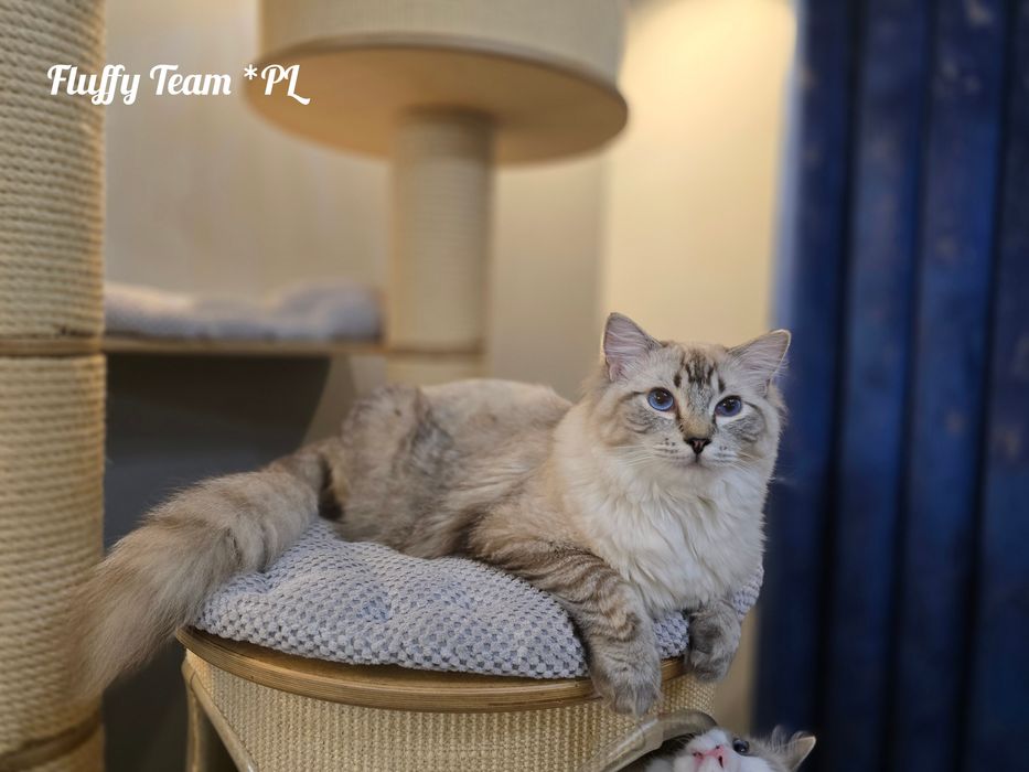 Kocurek Ragdoll Harley