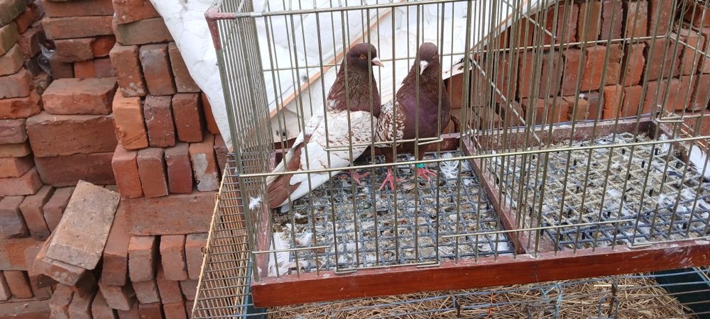 Sprzedam lub zamienie