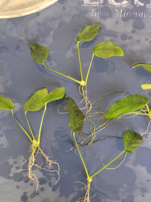 Plantas de Aquário | Anúbias Barteri var. Nana