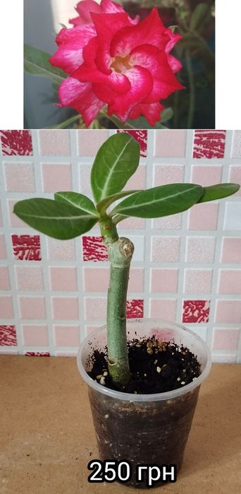 Аденіум щеплений Amaryllis